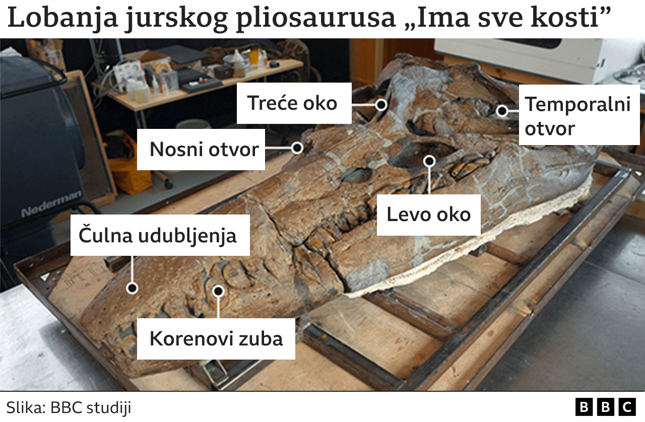 lobanja pliosaurusa