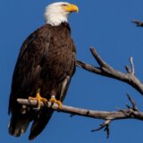 Amerika i životinje: Optuženi da su ubili 3.600 ptica, među njima i beloglave orlove 6