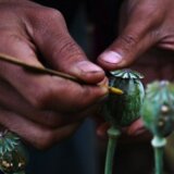 Narkotici: Pet razloga zašto je Mjanmar postao najveći svetski proizvođač opijuma 2
