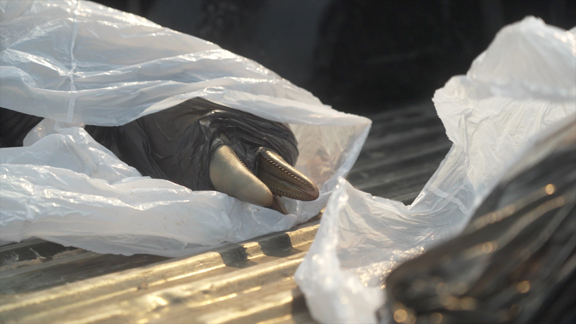 A dead dolphin in a bag to be taken away for research