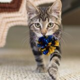 Mačke: Baciš igračku, ona je donese i već je srećna, pokazuje istraživanje 6