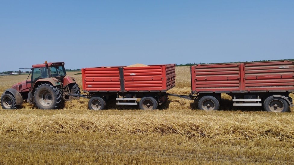 Poljoprivreda i Srbija: „Ne smem ni da pomislim na novu sezonu, situacija je lošija nego što se čini" 1 Pšenice