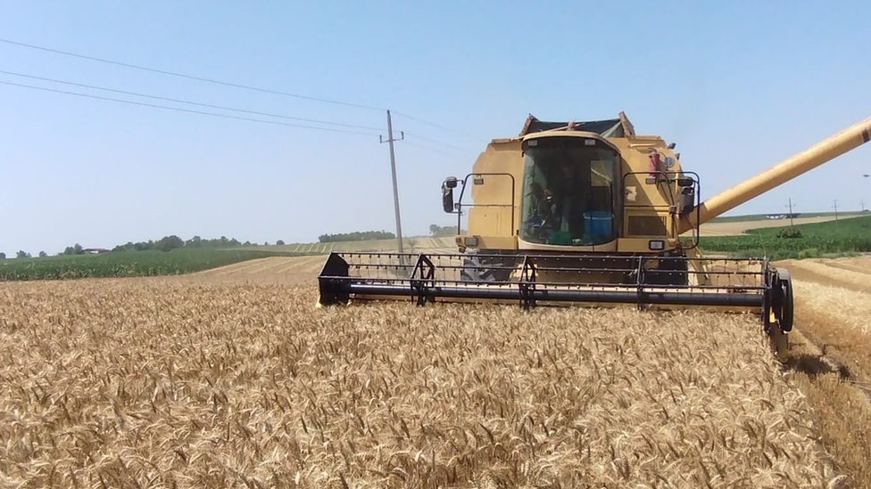 Poljoprivreda i Srbija: „Ne smem ni da pomislim na novu sezonu, situacija je lošija nego što se čini" 3 Pšenica