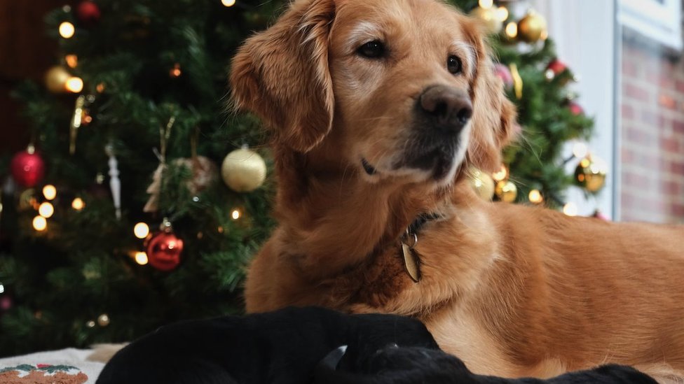 Srbija: Da li je moguće smanjiti broj incidenata sa pirotehnikom 5 Michael Leckie/PA Wire