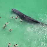 Kakvo kockanje sa životima: Plivači prišli kitu i dodirivali ga (VIDEO) 7