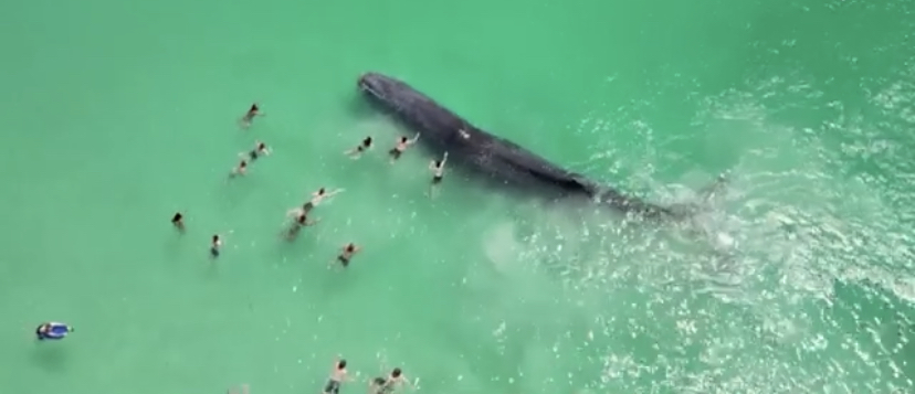 Kakvo kockanje sa životima: Plivači prišli kitu i dodirivali ga (VIDEO) 1