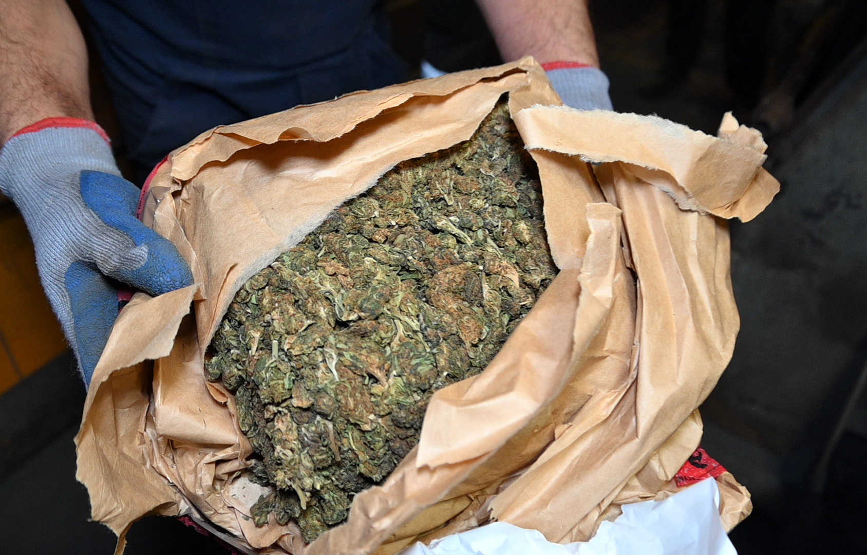 Policija u Obrenovcu spalila više od tone narkotika (FOTO) 2