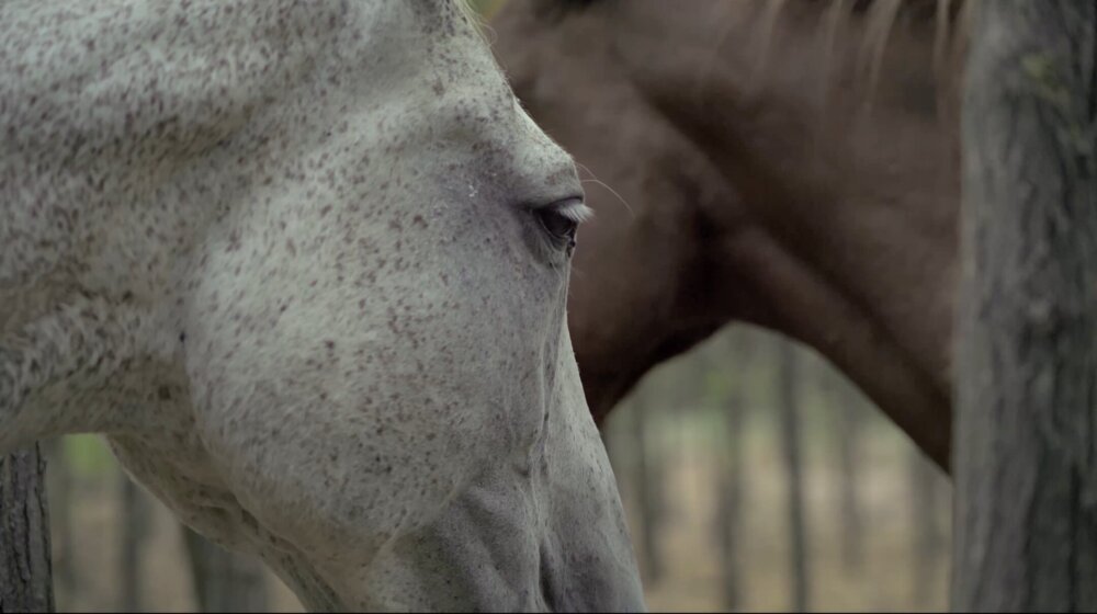 na kraju puta jovan acin