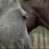 na kraju puta jovan acin