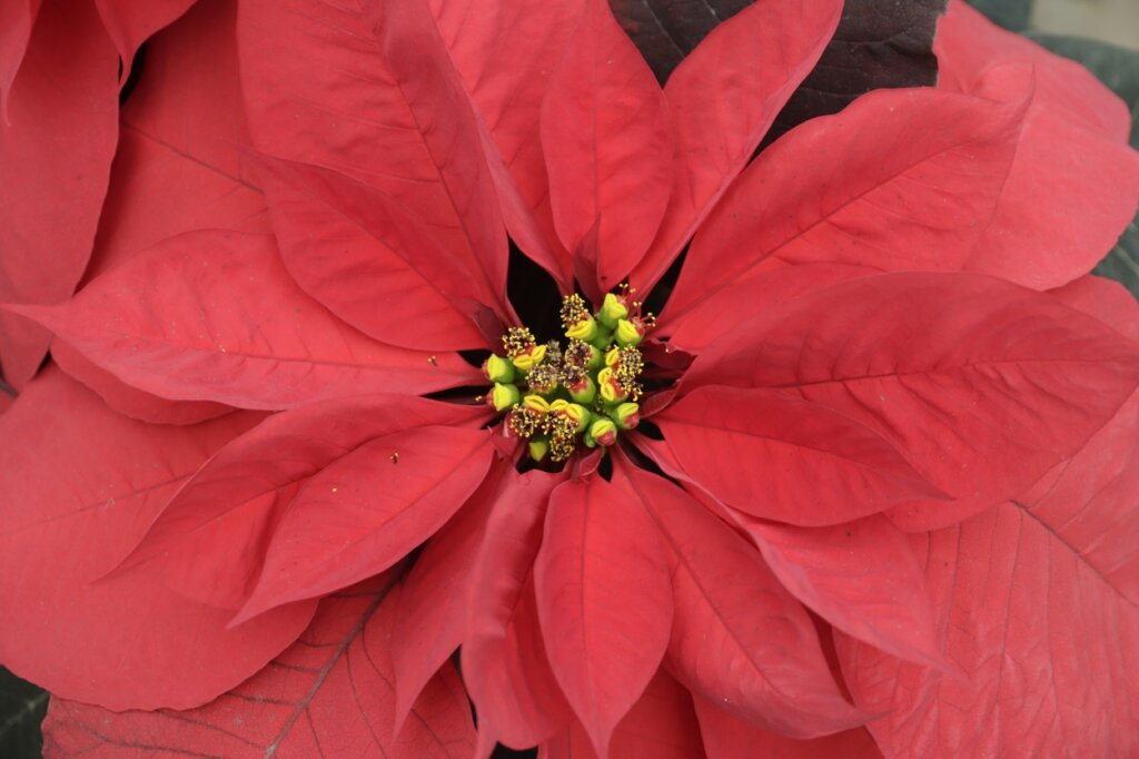 Kako Božićna zvezda izgleda u prirodi? 2 Kako Božićna zvezda izgleda u prirodi? 1