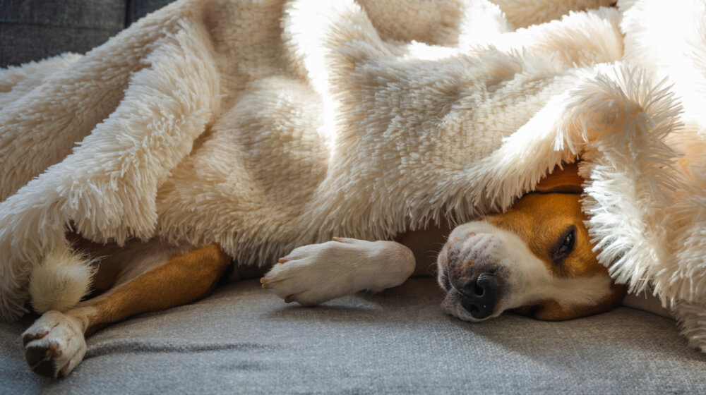 Veterinar savetuje: Jedna stvar bez koje ne smete u šetnju dok napolju pucaju petarde 1