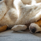 Veterinar savetuje: Jedna stvar bez koje ne smete u šetnju dok napolju pucaju petarde 7