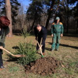 Zaživeo Park novogodišnjih jelki u Kragujevcu 5
