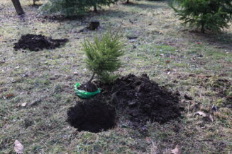 02 - Park novogodisnjih jelki Zaživeo Park novogodišnjih jelki u Kragujevcu 2