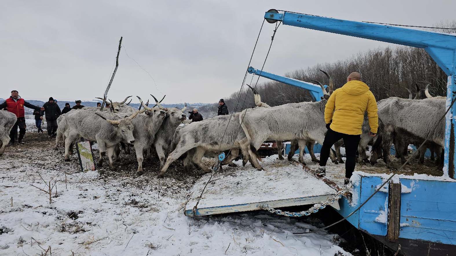Krčedinska ada – jedno od najvećih prirodnih dunavskih ostrva Krčedinska ada je jedno od najvećih prirodnih dunavskih ostrva, koje je nastalo pomeranjem toka Dunava na jug, kada je presekao sopstveni meandar i formirao ostrvo. Ada se proteže preko puta Krčedina, sela u Sremu, u opštini Inđija. Sa južne strane ade je glavni tok Dunava a sa severa je stari tok koji se naziva Dunavac. Površina Krčedinske ade je 8,8 kvadratnih kilometara, a njen suvi deo varira u zavisnosti od visine vodostaja Dunava. Nastavlja se evakuacija životinja sa Krčedinske ade 2