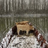 "Lečim goveda, svaki dan mi neko od njih umre": Konji Milenka Plavšića i dalje na Krčedinskoj adi 8