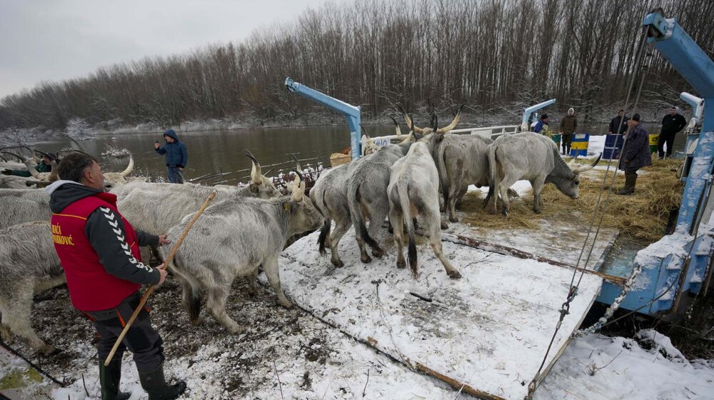 Spasena većina krava sa Krčedinske ade, sutra spasavanje konja (FOTO/VIDEO) 1