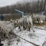Spasena većina krava sa Krčedinske ade, sutra spasavanje konja (FOTO/VIDEO) 9