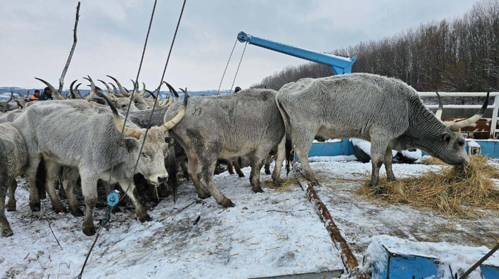 Spasavanje životinja sa Krčedinske ade danas na pauzi: Stočaru Milenku Plavšiću u Kovilju stigla veterinarska inspekcija da pregleda krave 1
