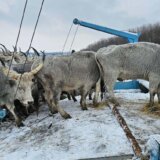 Spasavanje životinja sa Krčedinske ade danas na pauzi: Stočaru Milenku Plavšiću u Kovilju stigla veterinarska inspekcija da pregleda krave 1