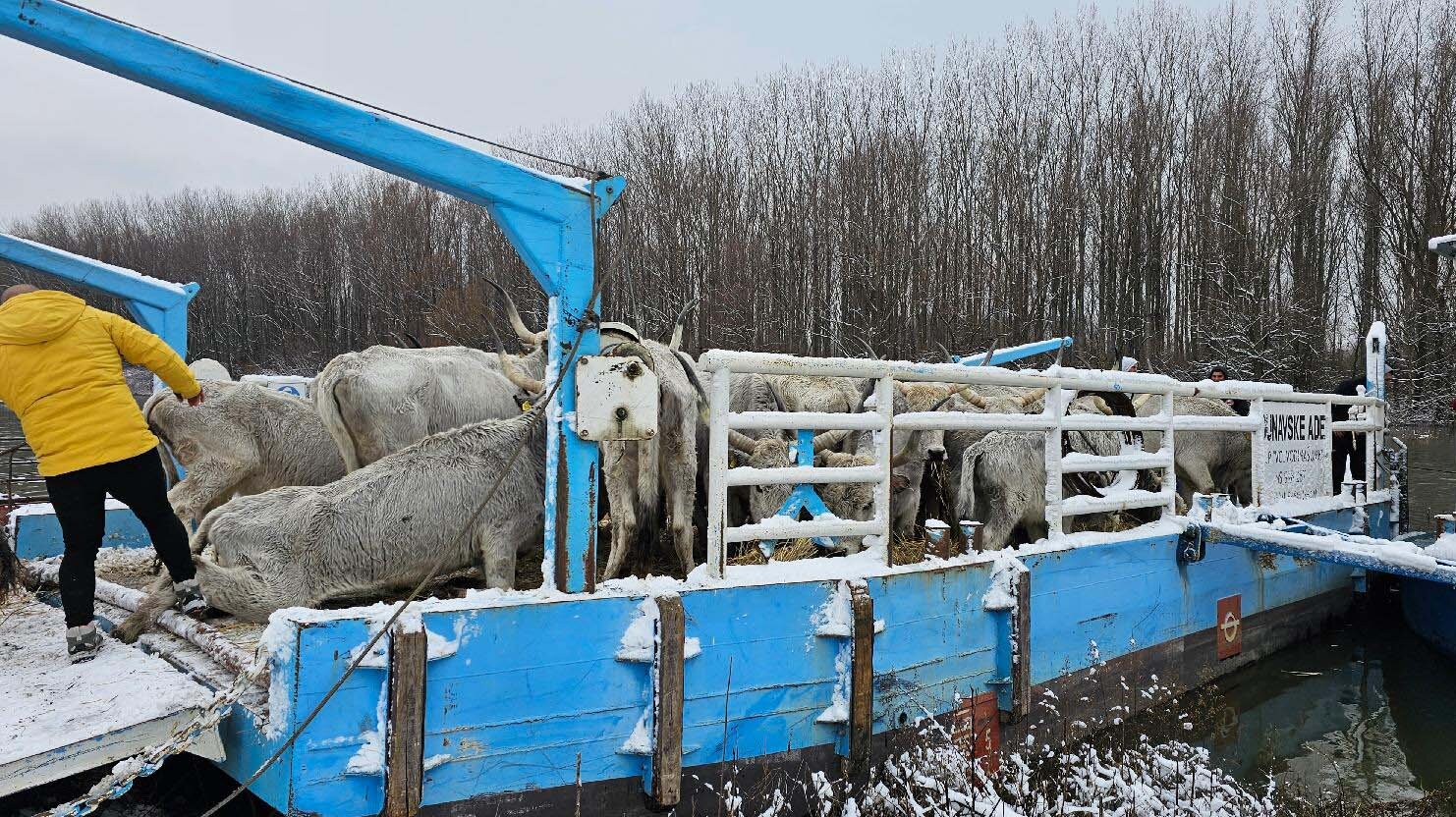 Spasena većina krava sa Krčedinske ade, sutra spasavanje konja (FOTO/VIDEO) 3