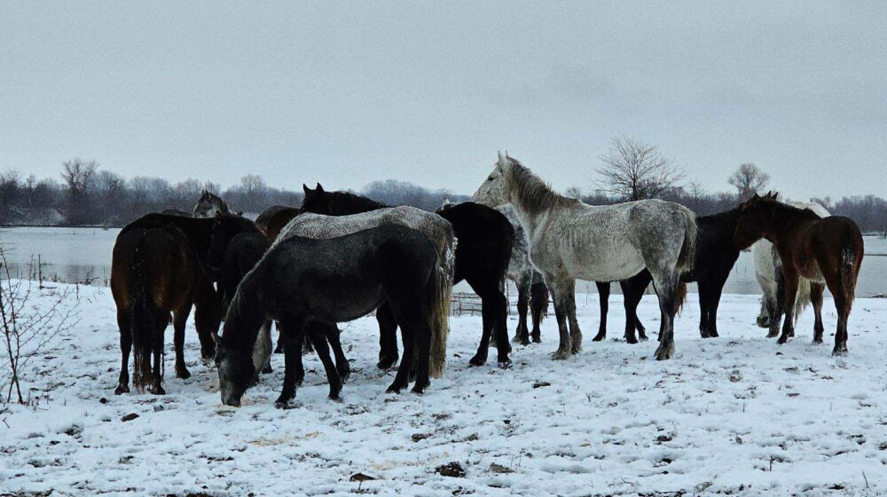 Milenko Plavšić spasava konje sa Krčedinske ade: Rističević tvrdi da je ovaj stočar bespravno uzurpirao pašnjake 1