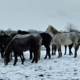 Stočar iz Kovilja: Evakuacija stoke sa krčedinske ade još nije završena, oko 100 konja izašlo iz obora 7