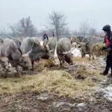 Pripadnici MUP zarobljenim životinjama na Krčedinskoj adi odneli hranu (FOTO) 6