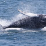 Uginula ženka retke vrste kita povređena ribarskom opremom 1