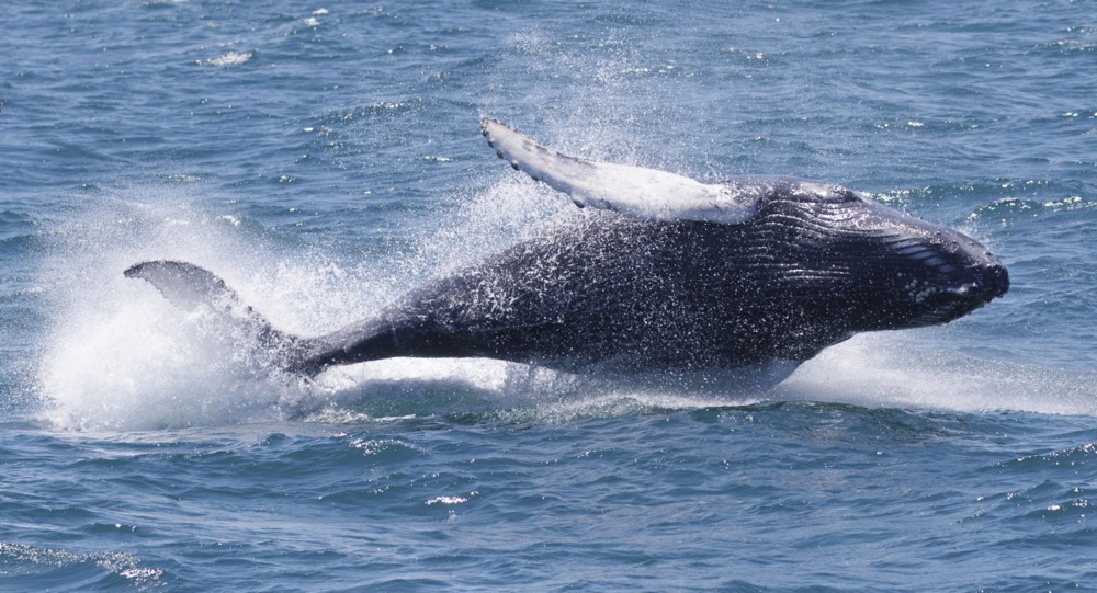 Uginula ženka retke vrste kita povređena ribarskom opremom 1