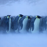Klimatske promene: Satelit otkrio četiri nove grupe carskih pingvina 4