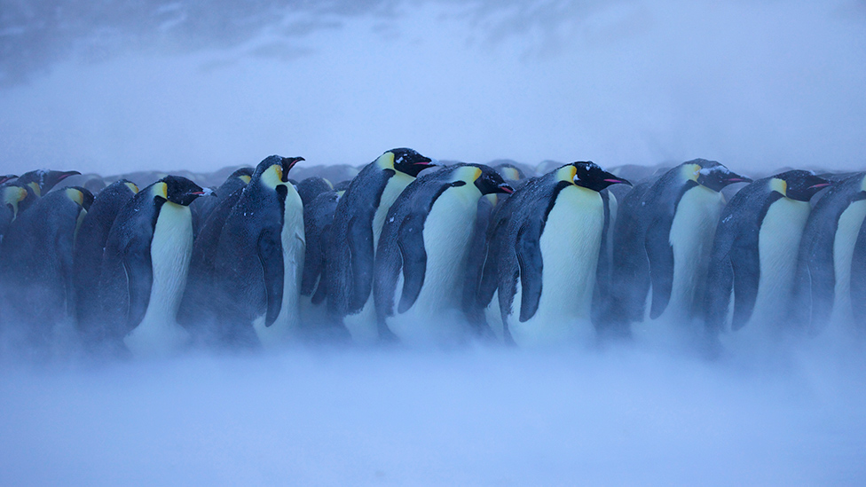 Carski pingvini