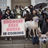 Južna Koreja zabranila farme pasa i prodaju njihovog mesa, konzumacija i dalje dozvoljena 9