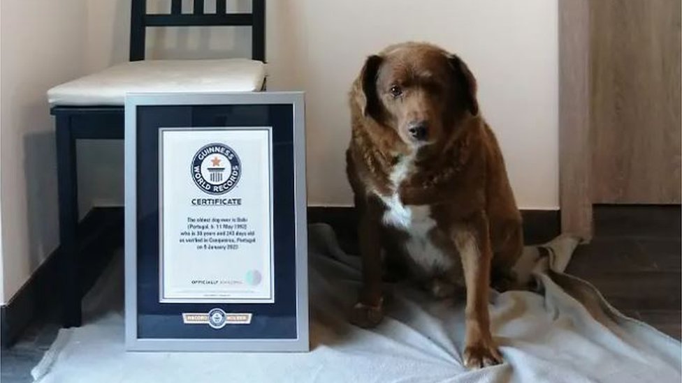 Bobi je dobio titulu najstarijeg psa na svetu u Ginisovoj knjizi rekorda prošlog februara