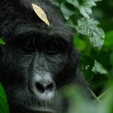 Klimatska kriza: Tri žene koje pomažu divljim životinjama da prežive 3