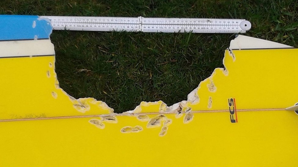 Životinje: Pravi razlozi zašto ajkule napadaju ljude 2 daska