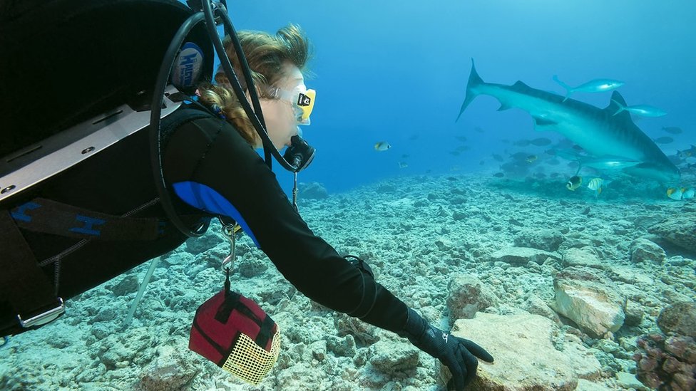 Životinje: Pravi razlozi zašto ajkule napadaju ljude 4 ronilac, ajkula, ajkule