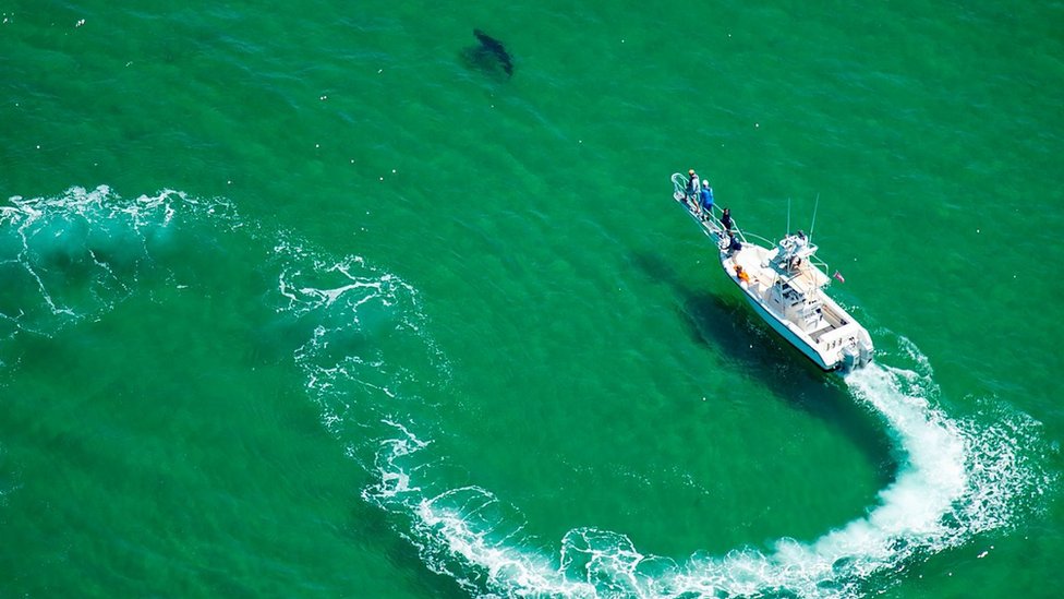 Životinje: Pravi razlozi zašto ajkule napadaju ljude 6 brod