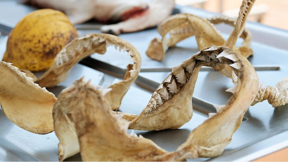 Životinje: Pravi razlozi zašto ajkule napadaju ljude 9 kosti