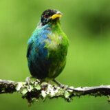 Životinje: Drugi put u 100 godina uočen redak primerak polu-ženske, polu-muške ptice 10