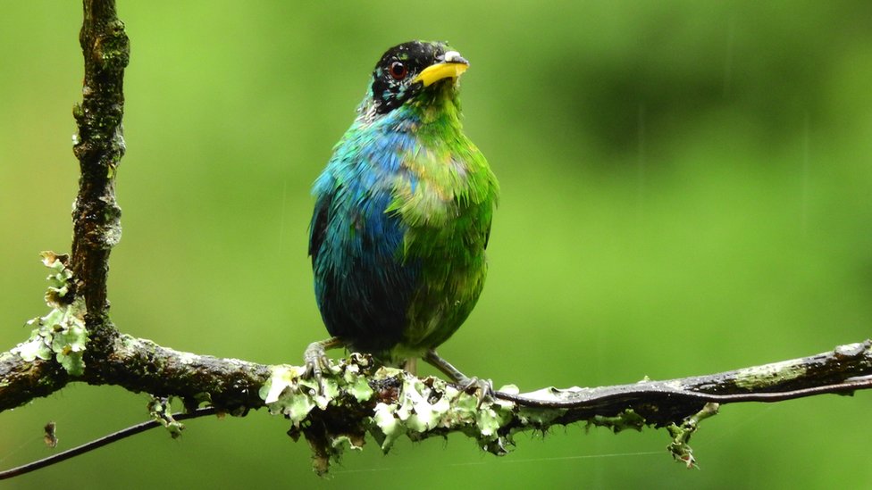 Ptica sa zelenim i plavim perjima