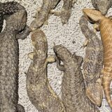 Australija: Policija pronašla više od 250 guštera, uhapšeno četovoro osumnjičenih krijumčara 1