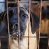 Životinje: Južna Koreja usvojila zakon o zabrani prodaje psećeg mesa 6