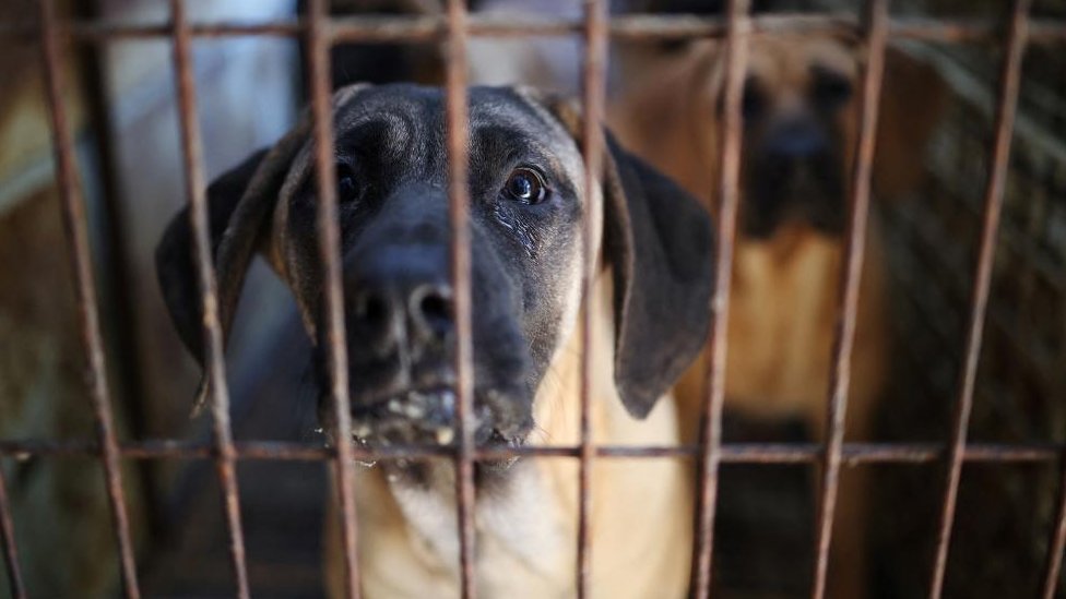 Životinje: Južna Koreja usvojila zakon o zabrani prodaje psećeg mesa 1 Dogs look on from their cage in a dog meat farm in South Korea