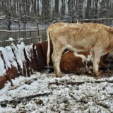 Srbija: Spasavanje zarobljenih životinja sa Krčedinske ade - u fotografijama 7