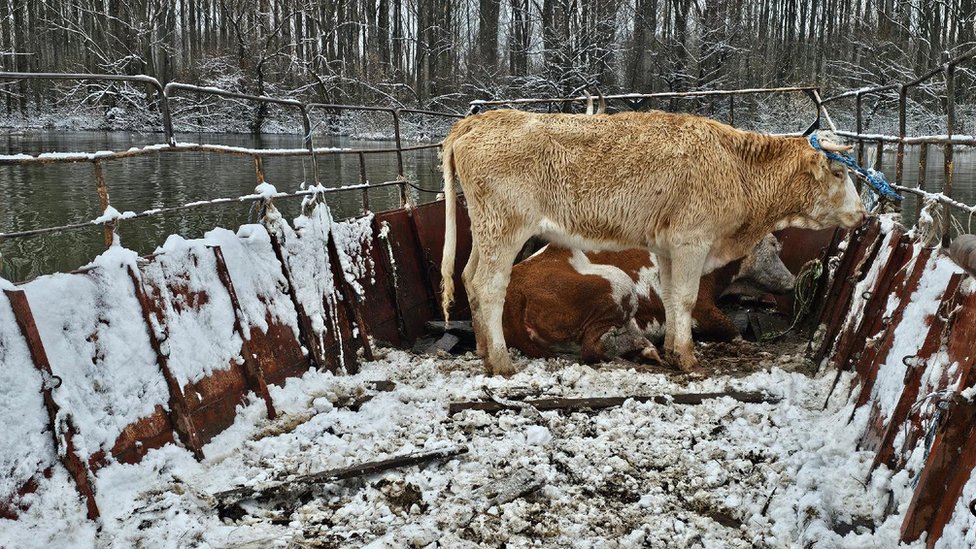 Srbija: Spasavanje zarobljenih životinja sa Krčedinske ade - u fotografijama 1 Krave ukrcane na skelu
