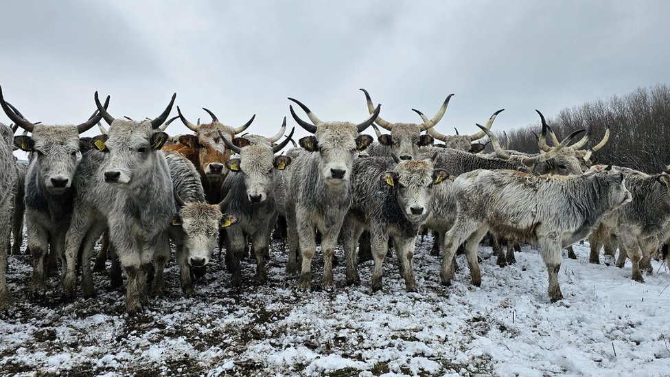 Srbija: Spasavanje zarobljenih životinja sa Krčedinske ade - u fotografijama 2 Podolska goveda