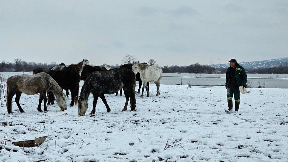 Srbija: Spasavanje zarobljenih životinja sa Krčedinske ade - u fotografijama 3 Konji na Krčedinskoj adi
