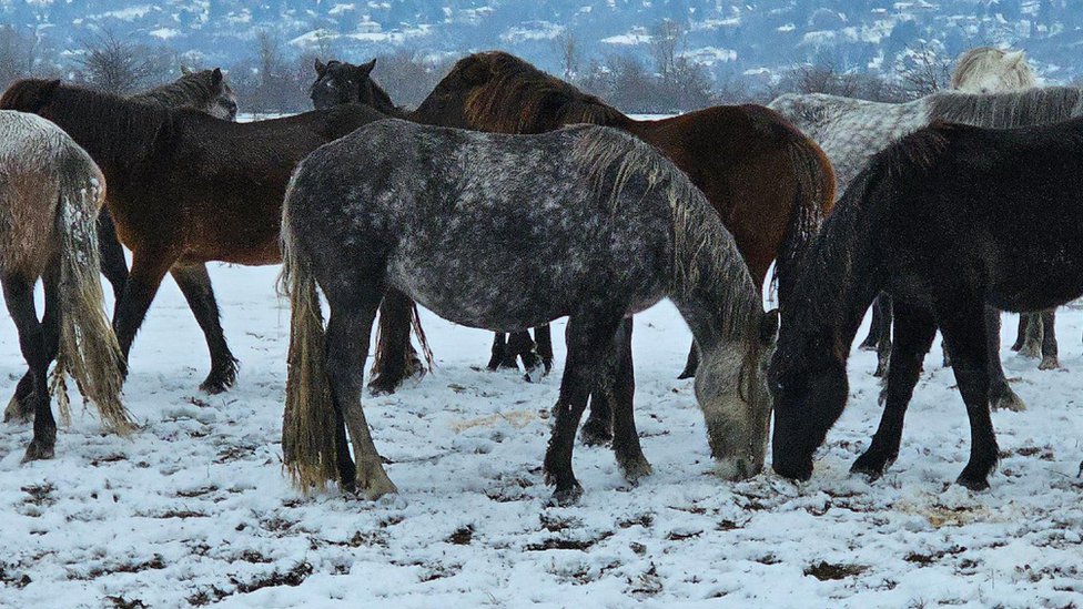 Srbija: Spasavanje zarobljenih životinja sa Krčedinske ade - u fotografijama 4 Konji