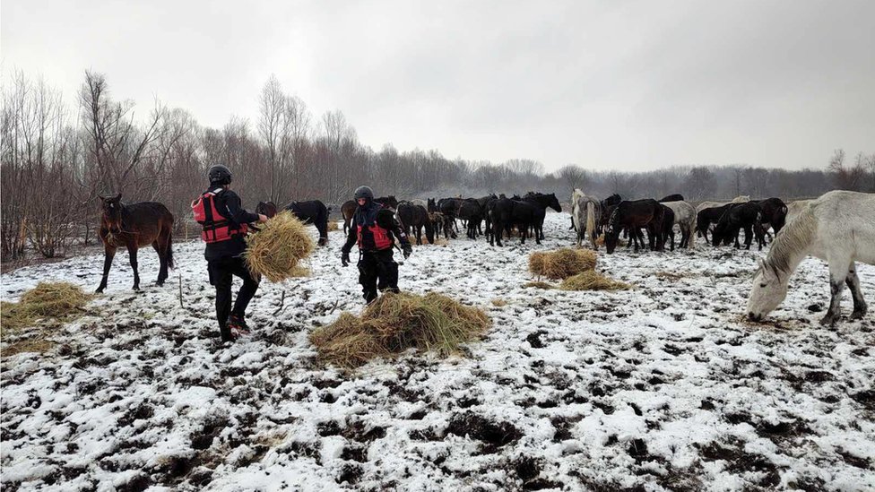 Srbija: Spasavanje životinja sa Krčedinske ade, ali zašto su ostale zarobljene 13 Spasioci hrane životinje